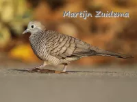 [Geopelia]